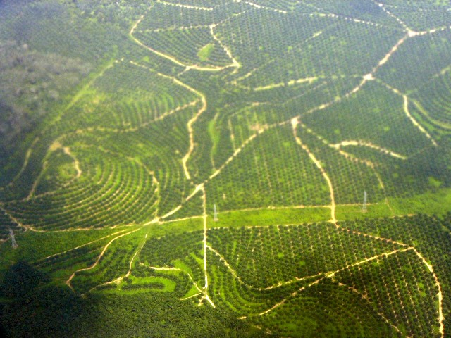 Malaysian palm oil plantation